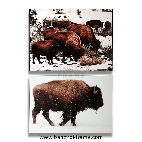 Picture Frame by Animal